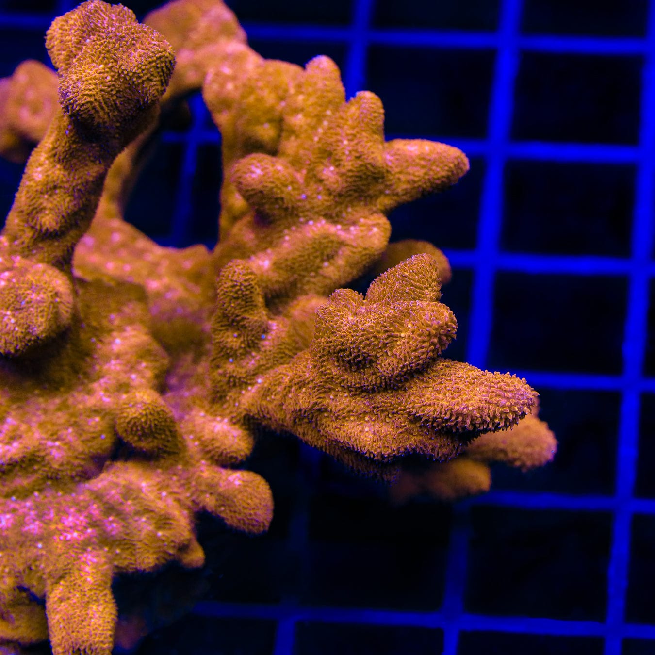 TSA Sunrise Psammocora Coral – Top Shelf Aquatics