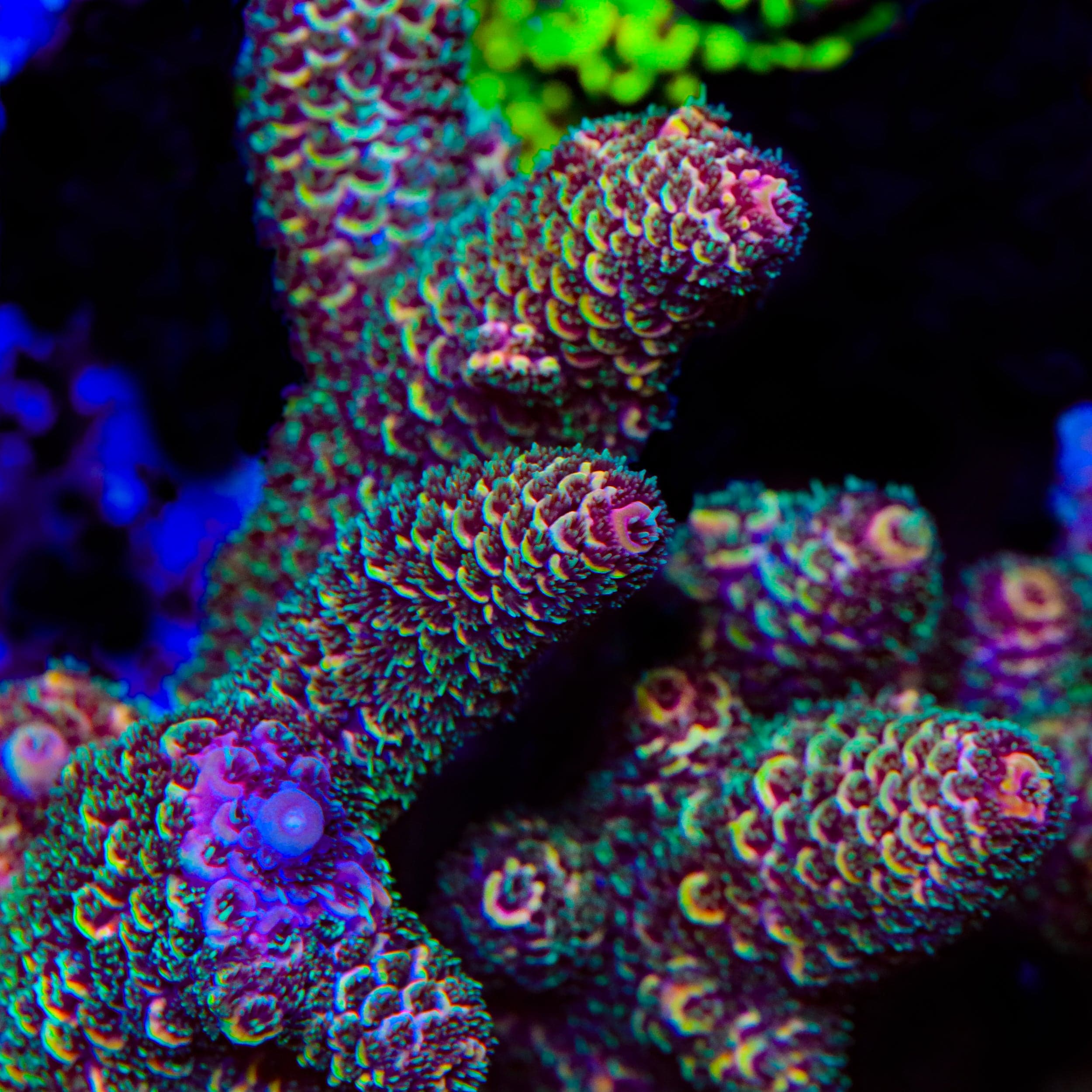 TSA Sunset Mirage Spathulata Acropora Coral – Top Shelf Aquatics