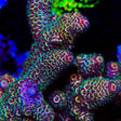 TSA Sunset Mirage Spathulata Acropora Coral