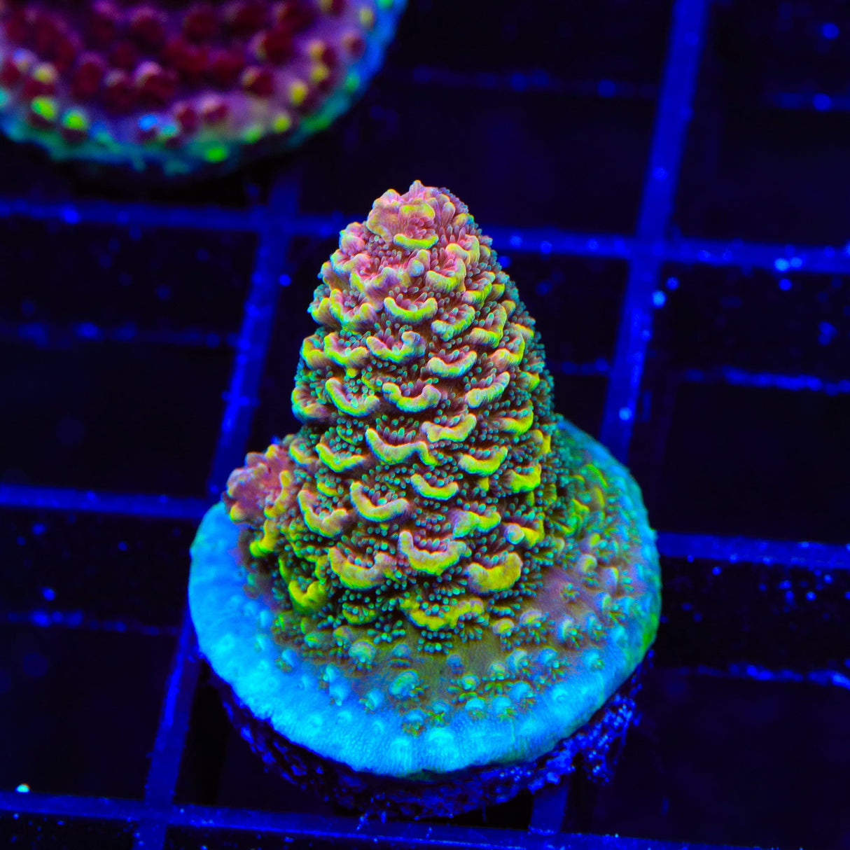 TSA Sunset Mirage Spathulata Acropora Coral