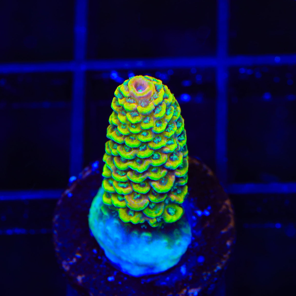 TSA Sunset Mirage Spathulata Acropora Coral