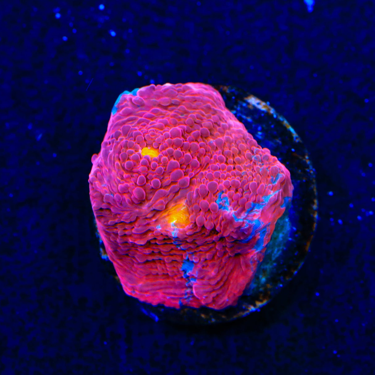 TSA Superman Chalice Coral
