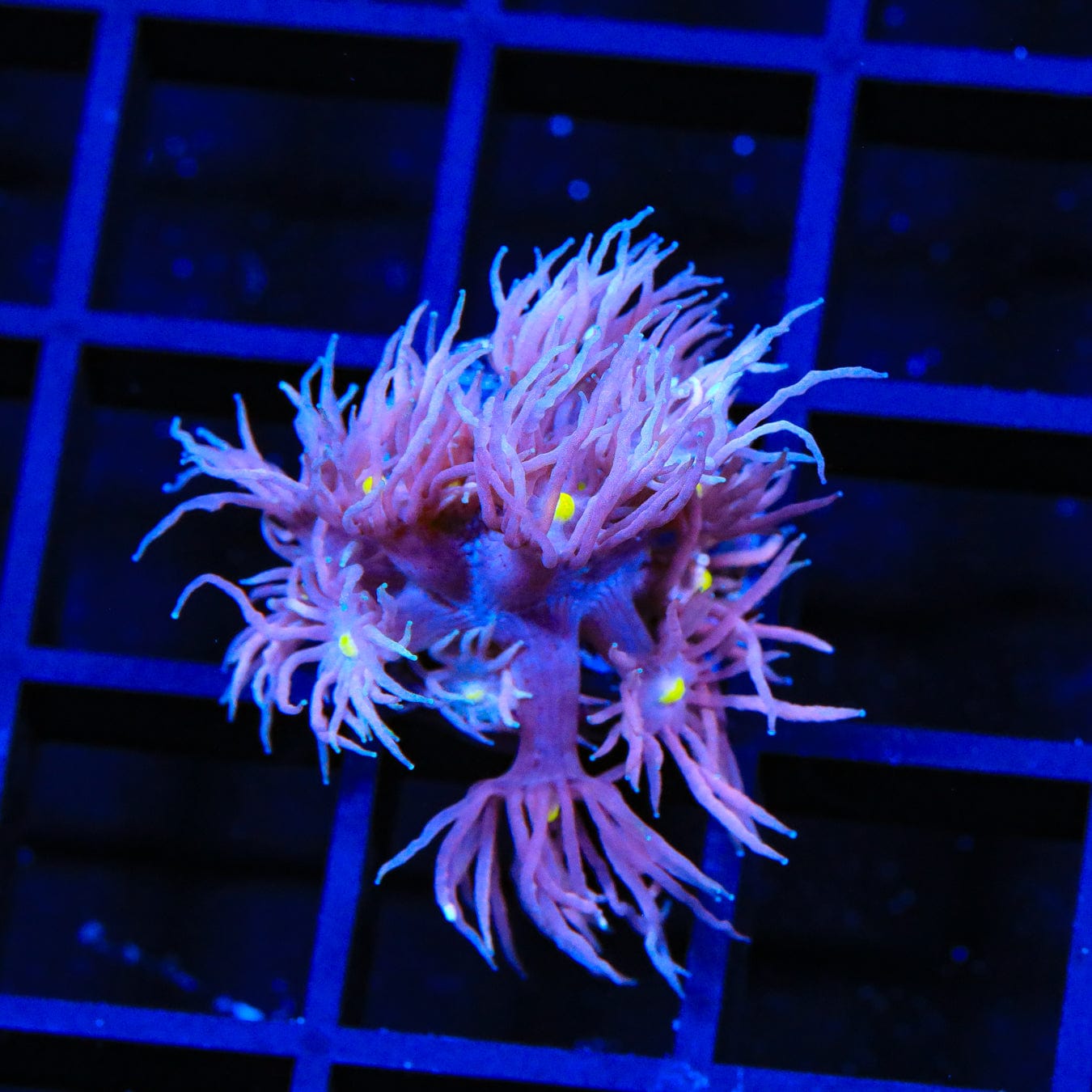 TSA Sweet Cake Goniopora Coral