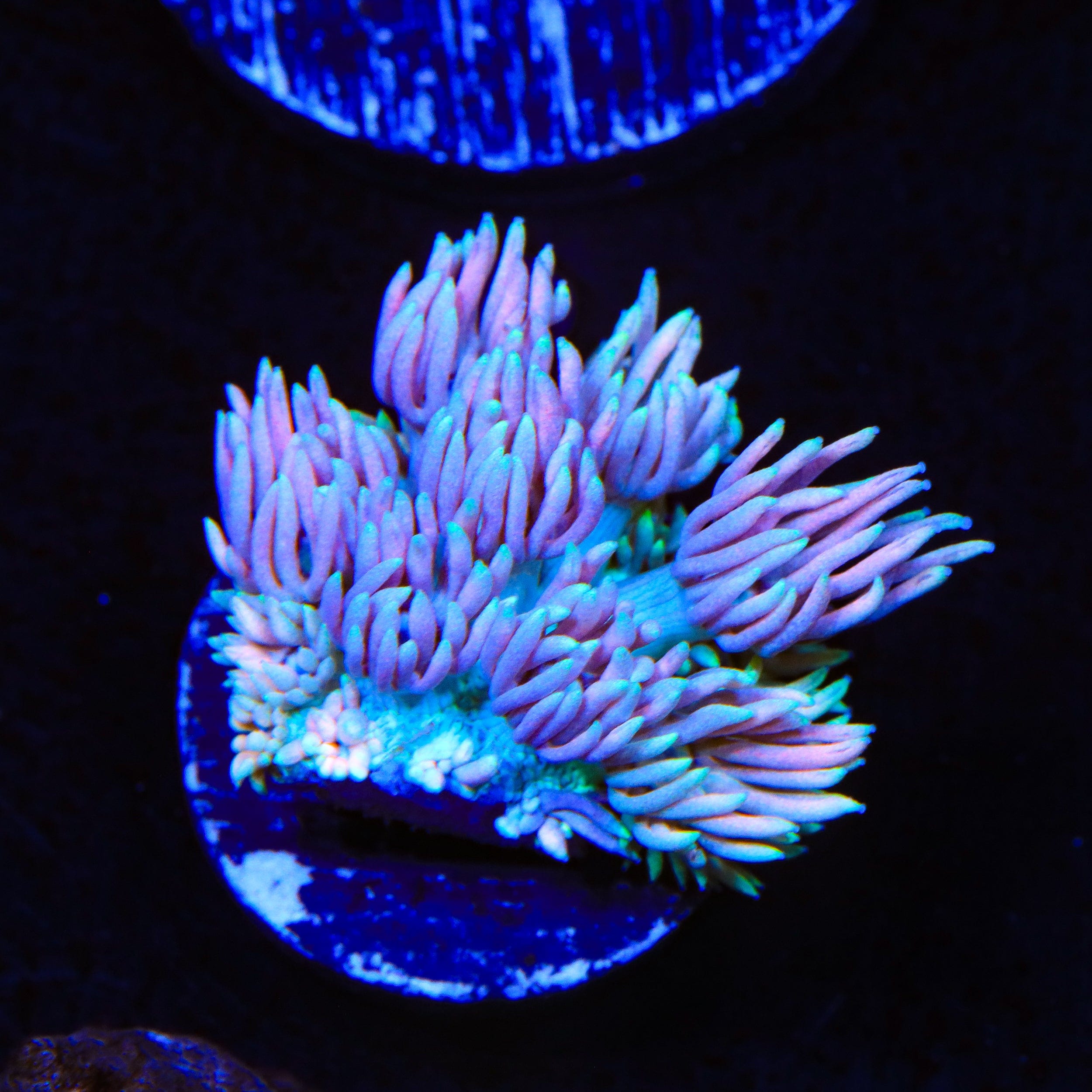 TSA Sweet Love Goniopora Coral