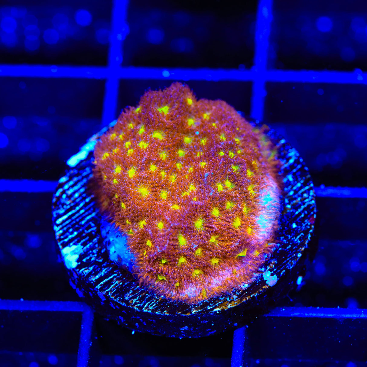 TSA Sweet Treat Psammocora Coral