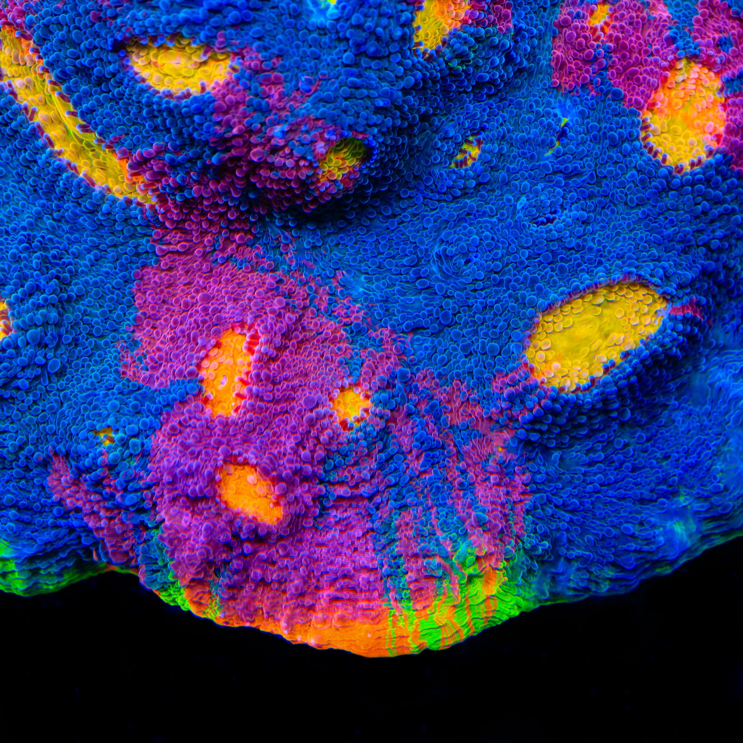 TSA Taste the Rainbow Chalice Coral