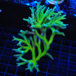TSA Teal Birdsnest Colony Coral