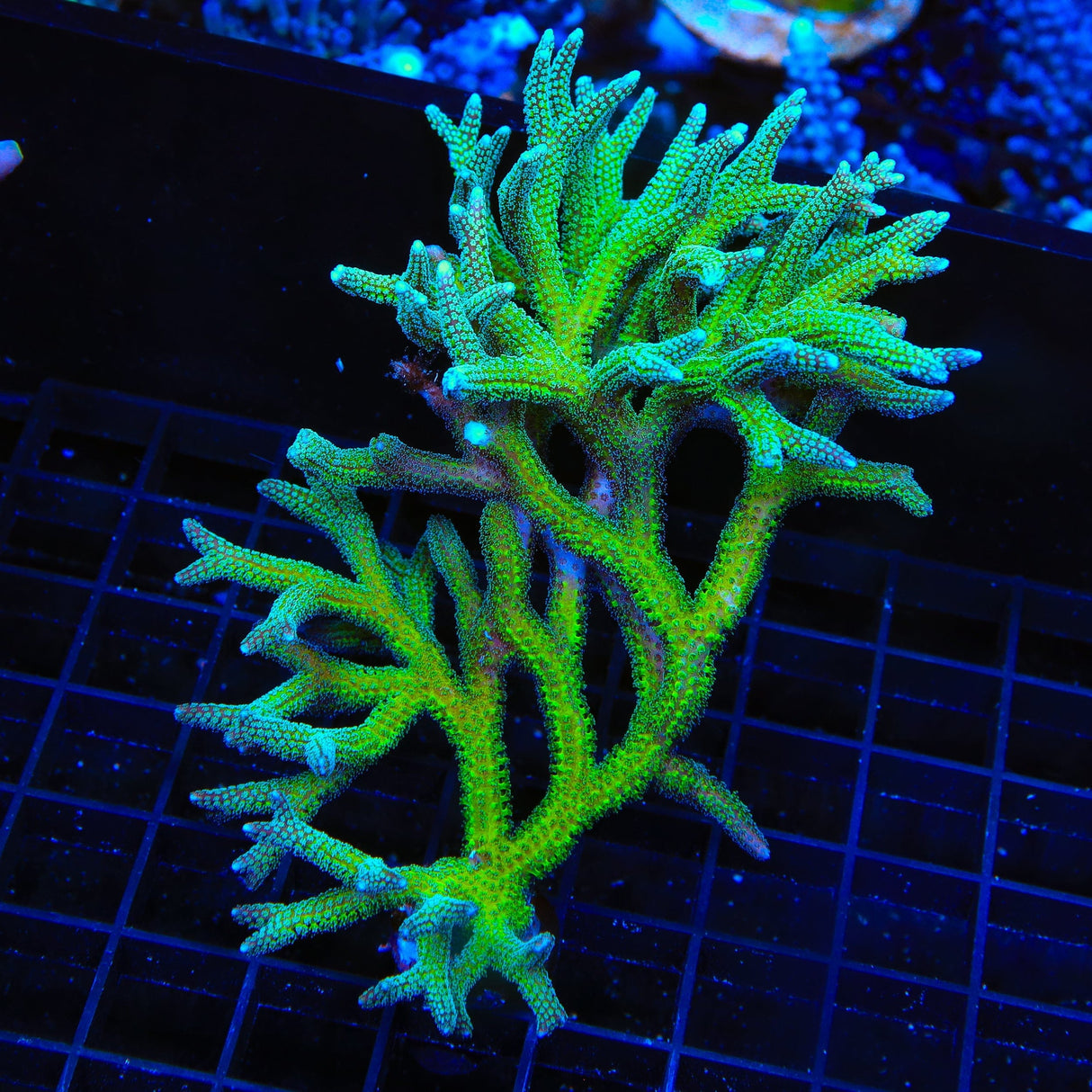TSA Teal Birdsnest Colony Coral