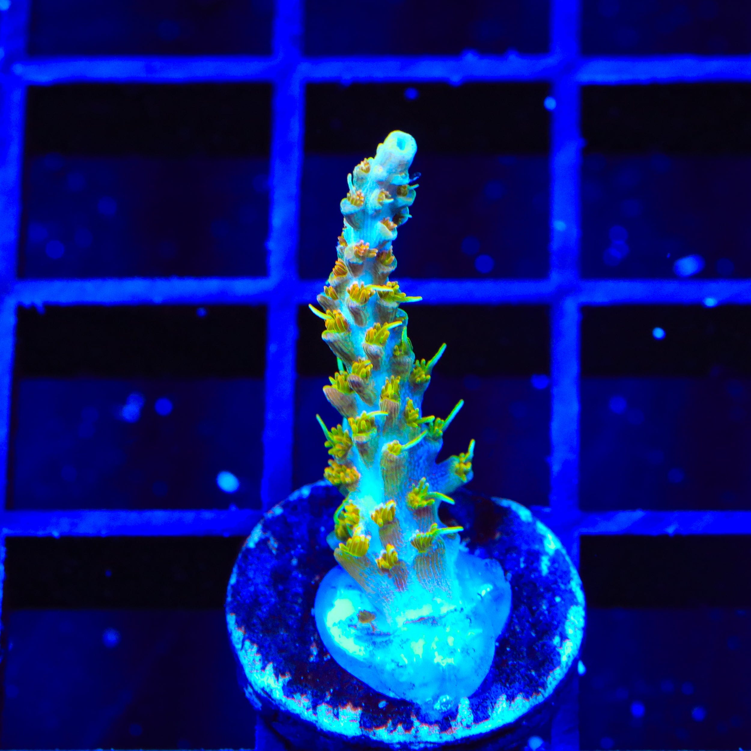 TSA Teen Spirit Acropora Coral