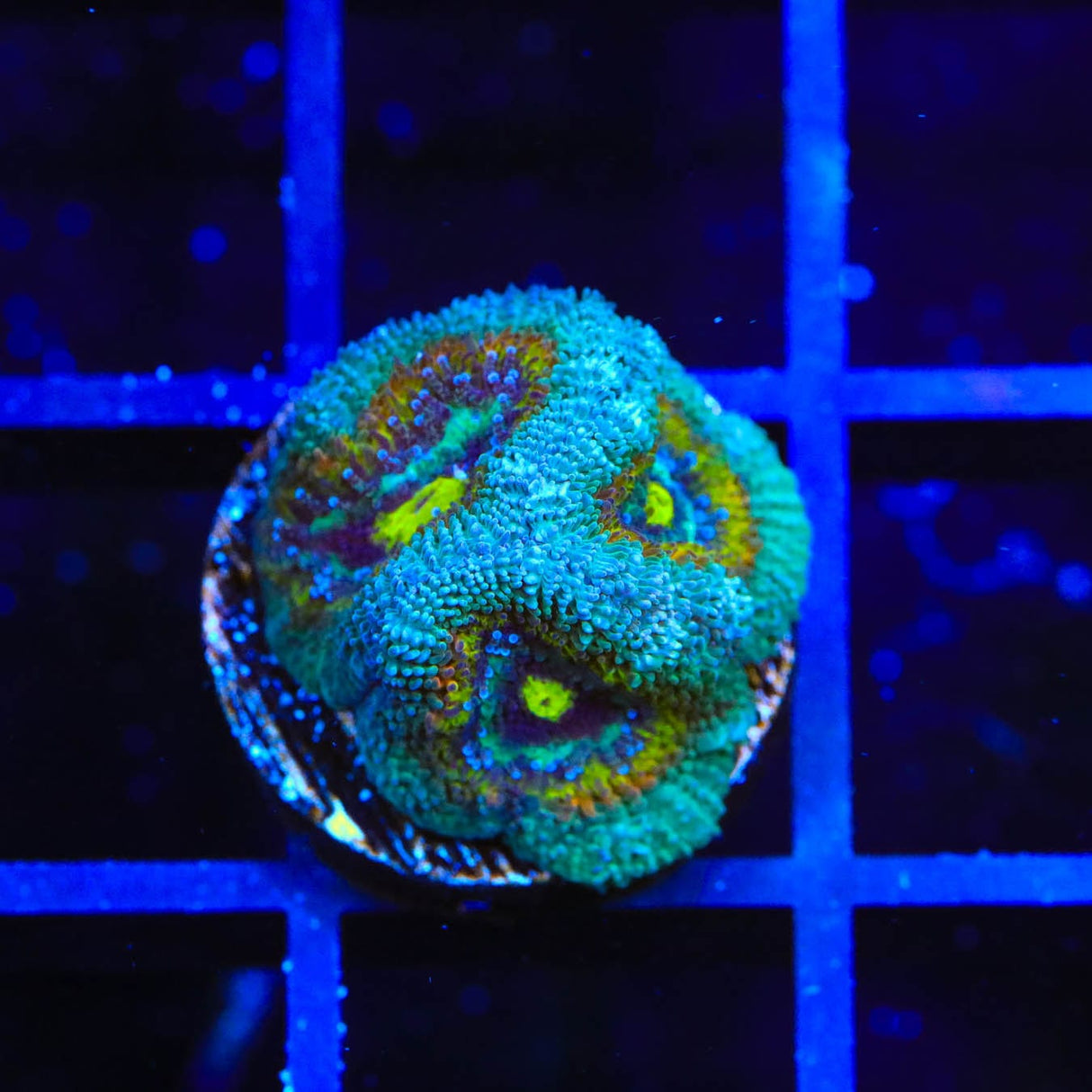 TSA Temple of Doom Micromussa Coral