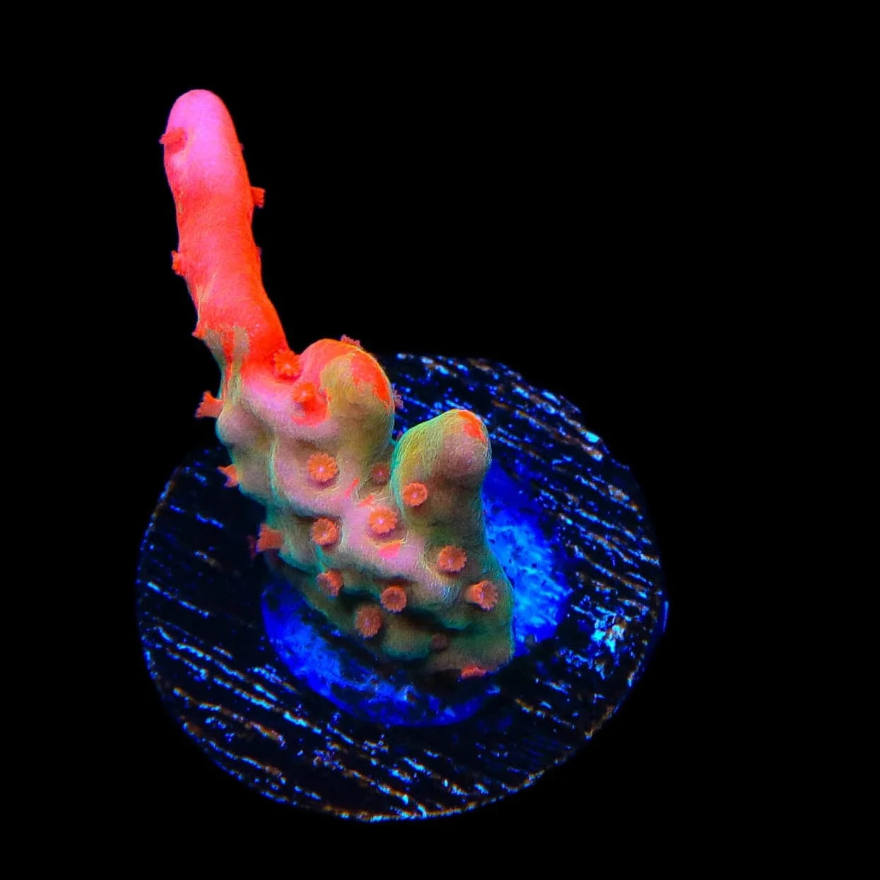 TSA Tequila Sunrise Grafted Setosa Montipora Coral – Top Shelf TSA Tequila Sunrise Grafted Setosa Montipora Coral – Top Shelf