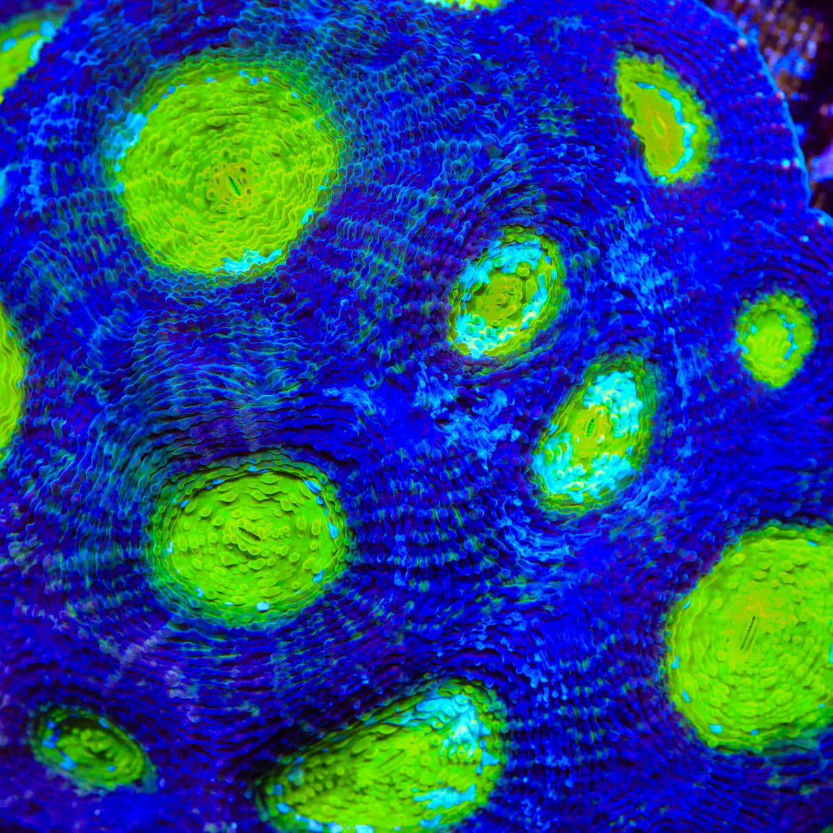 TSA Thanos Echinata Coral