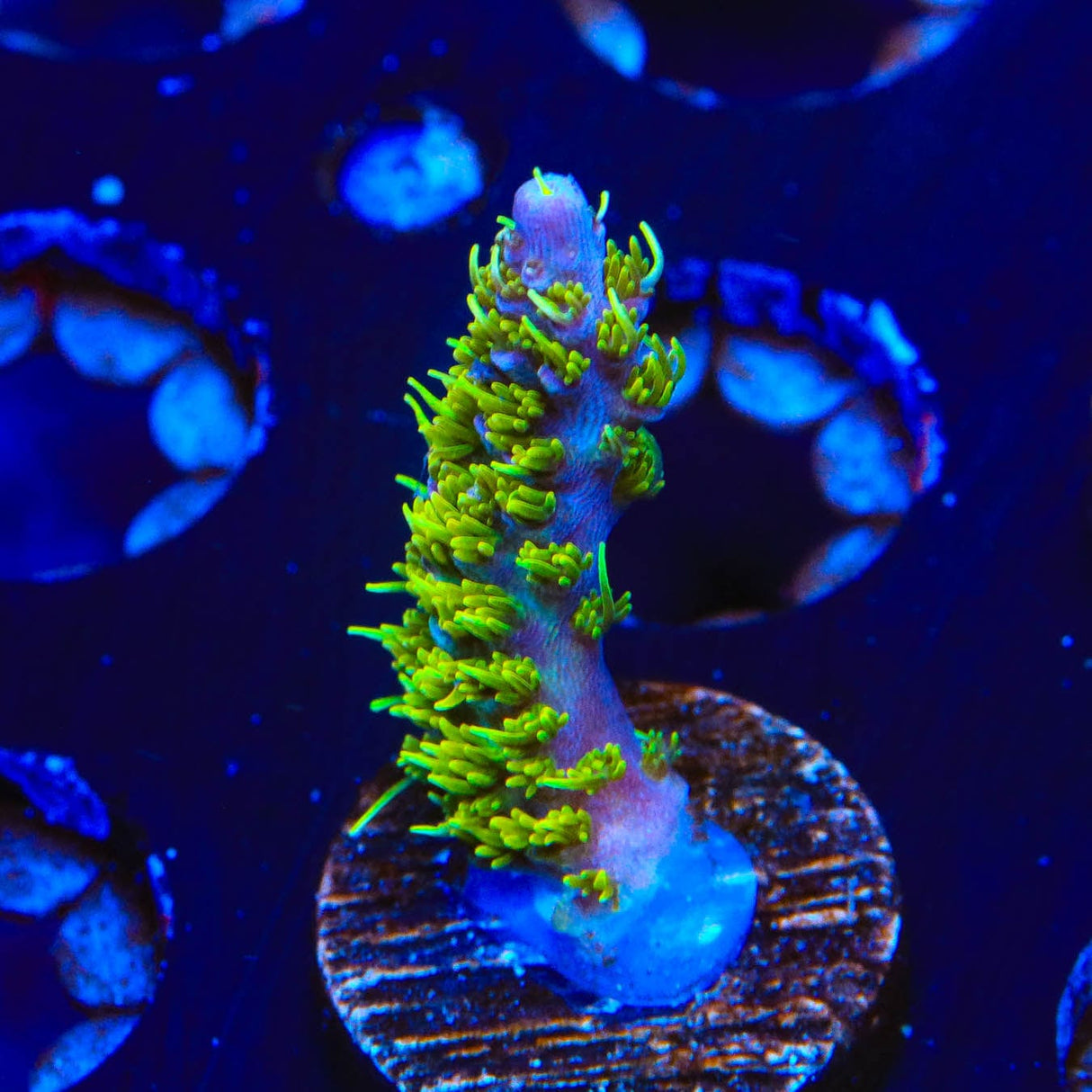 TSA The Fuzz Acropora Coral