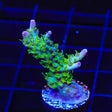 TSA The Fuzz Acropora Coral