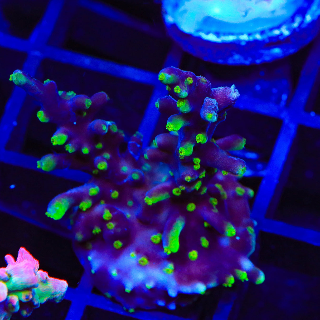 TSA The Riddler Acropora Coral