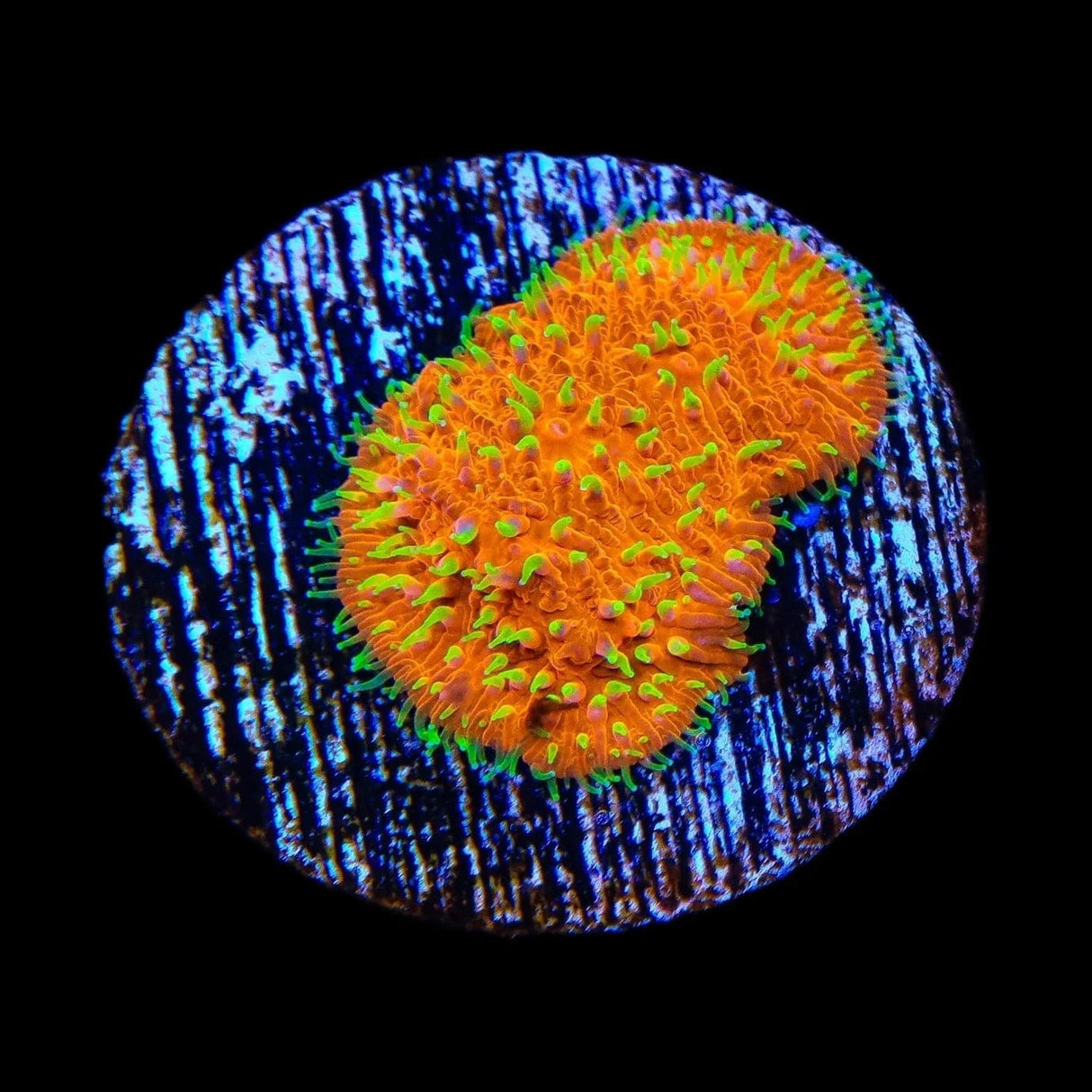 TSA Thornberry Lithophyllon Coral