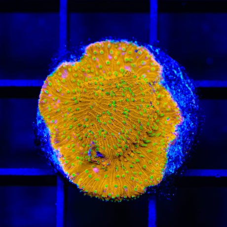 TSA Thornberry Lithophyllon Coral