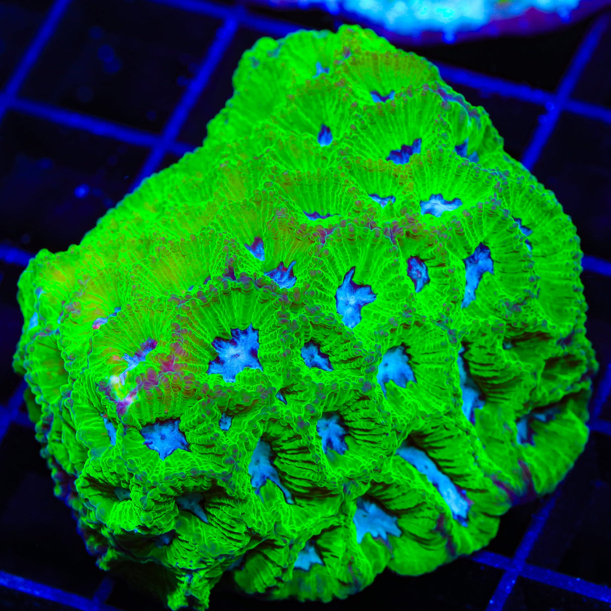 TSA Tide Pool Favia Colony Coral