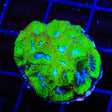 TSA Tide Pool Favia XL Frag Coral