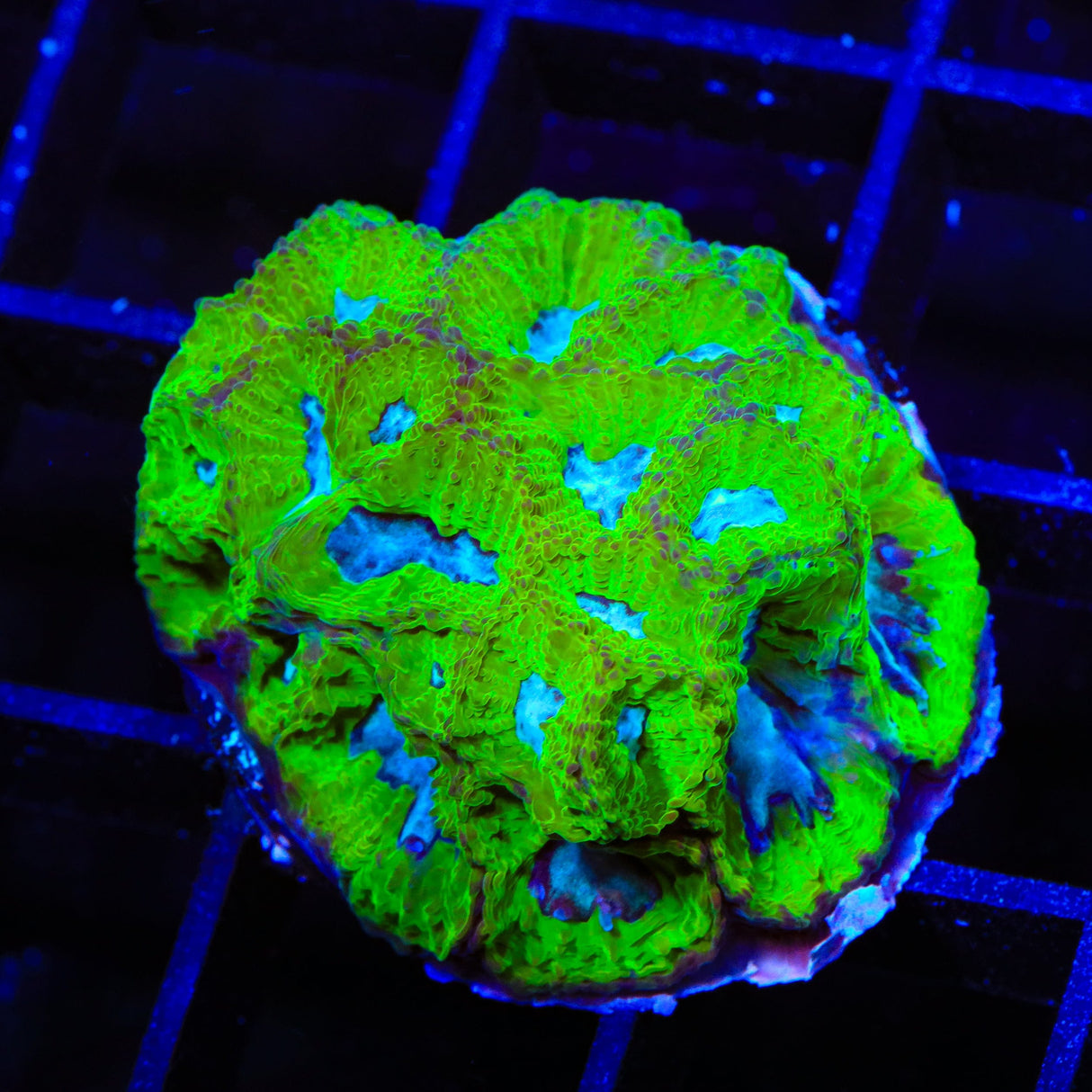TSA Tide Pool Favia XL Frag Coral