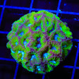 TSA Tide Pool Favia XL Frag Coral