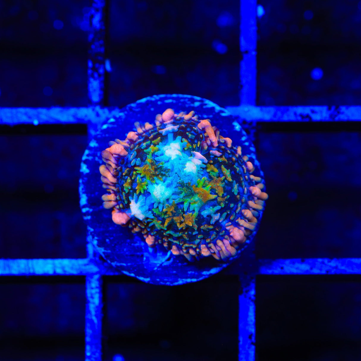TSA Tie Dye Mushroom Coral