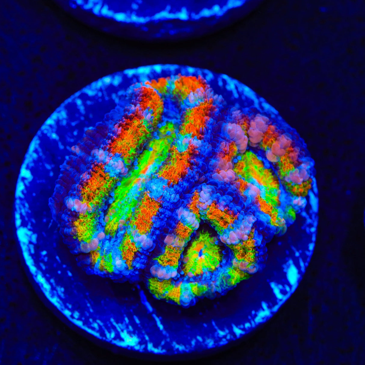 TSA Toucan Sam Acan Coral