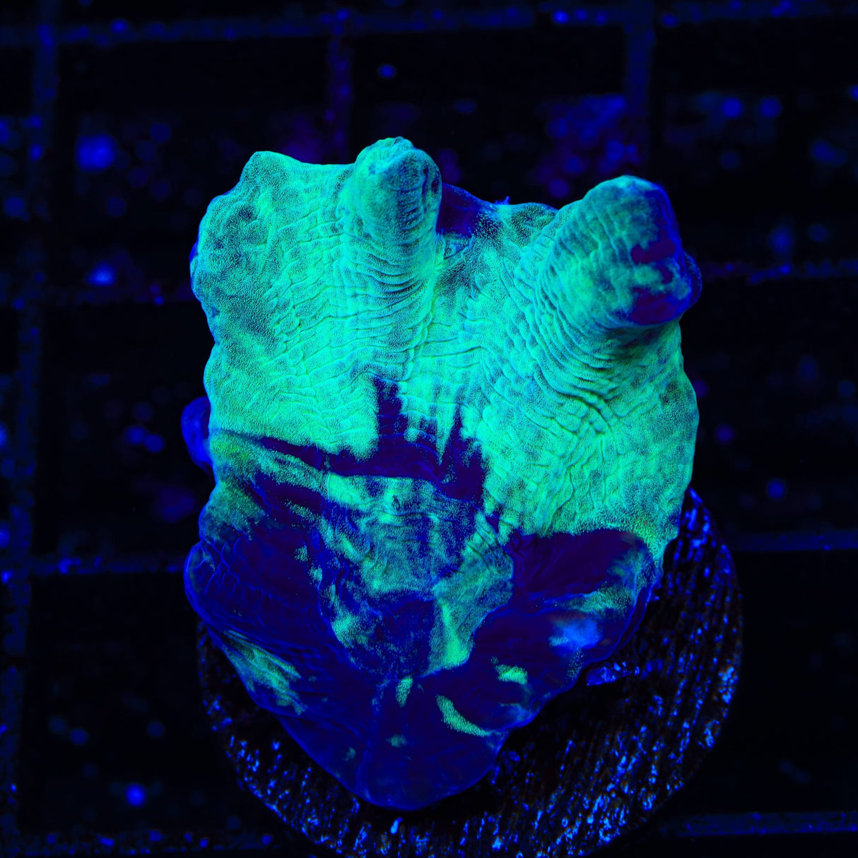 TSA Toxic Avenger Pectinia Coral