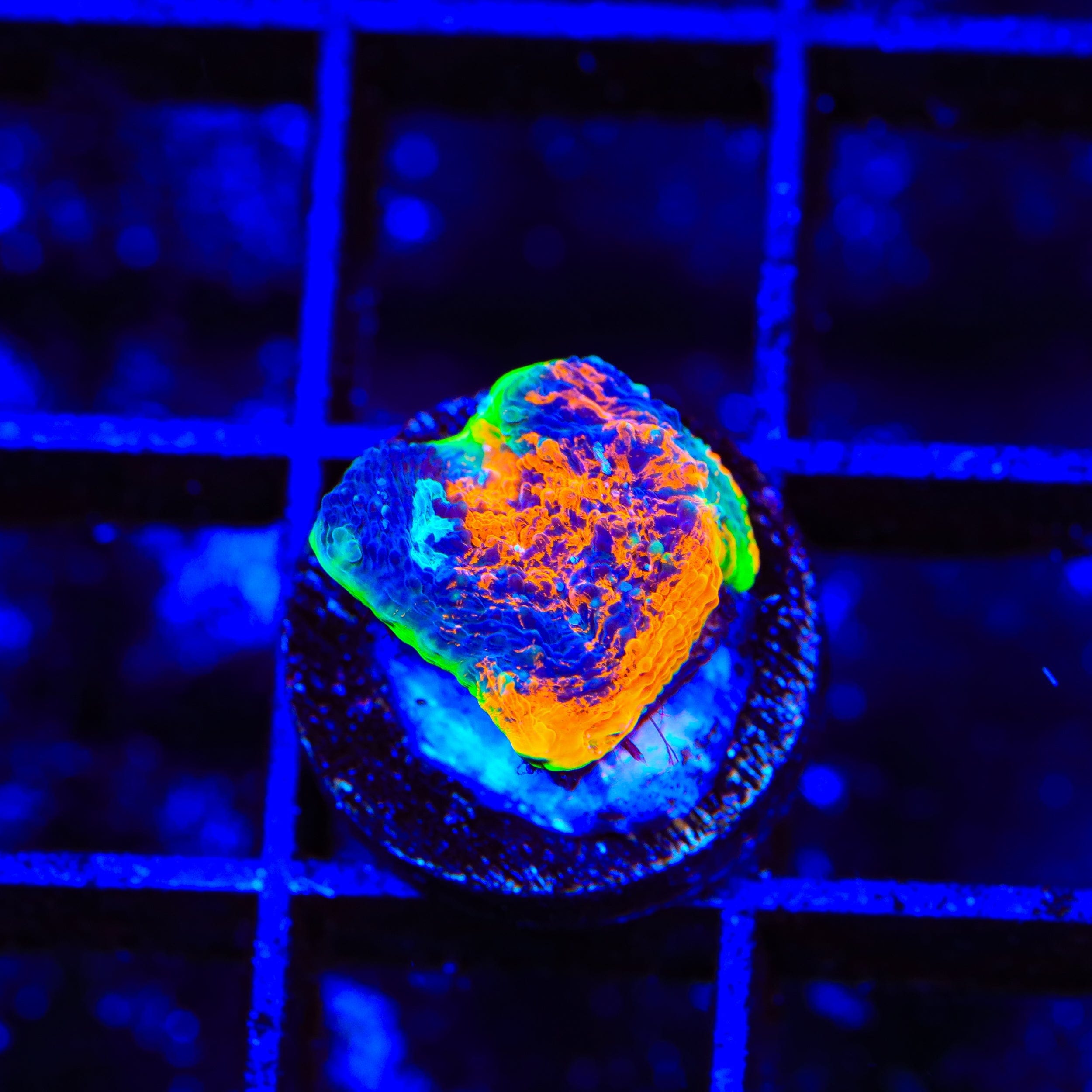 TSA Toxic Blueberry Echinata Coral