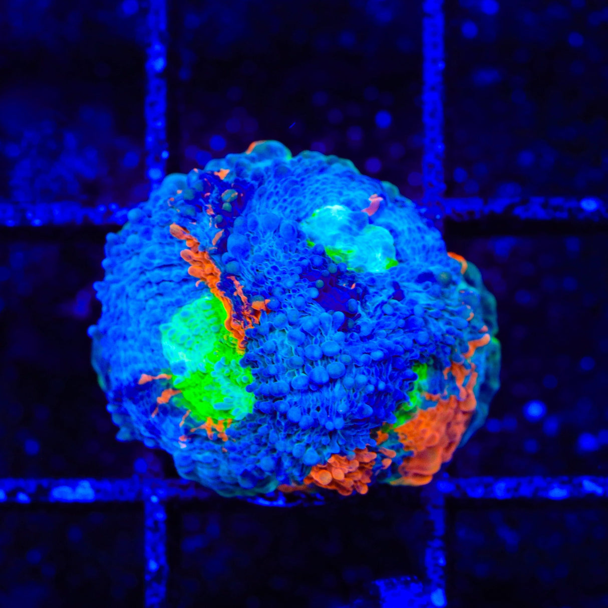 TSA Toxic Blueberry Echinata Coral