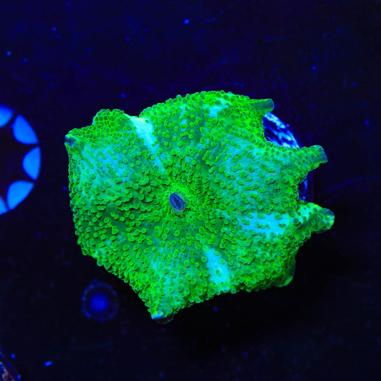 TSA Toxic Mushroom Coral