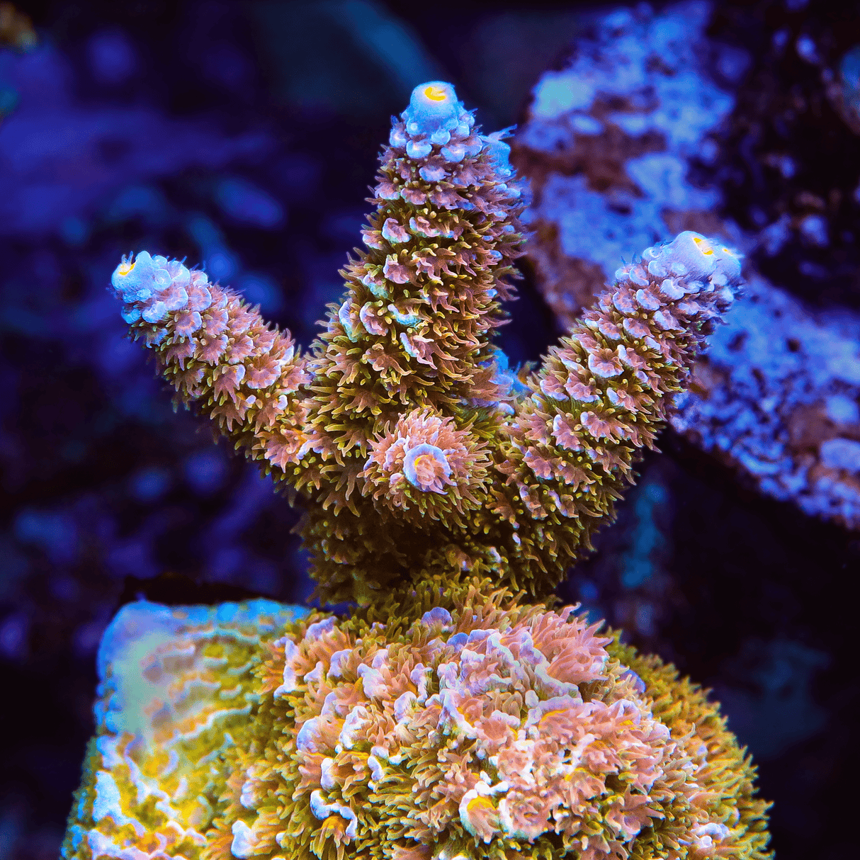 TSA Train Wreck Tenuis Acropora Coral