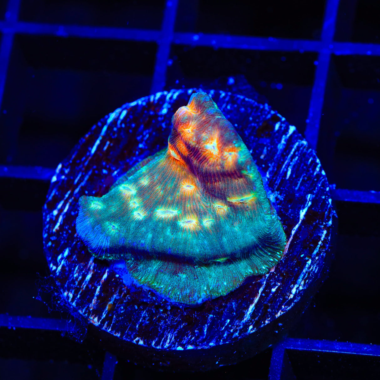 TSA Treasure Island Leptoseris Coral