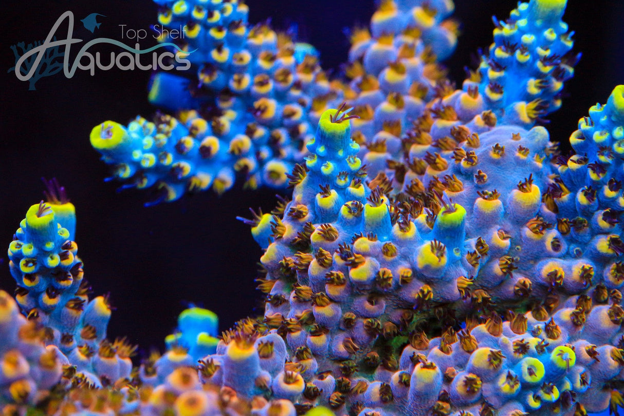TSA Triple Sec Acropora Coral