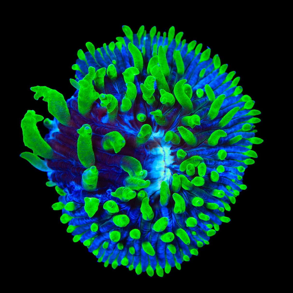 TSA Troll Doll Aquacultured Plate Coral