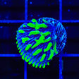 TSA Troll Doll Aquacultured Plate Coral
