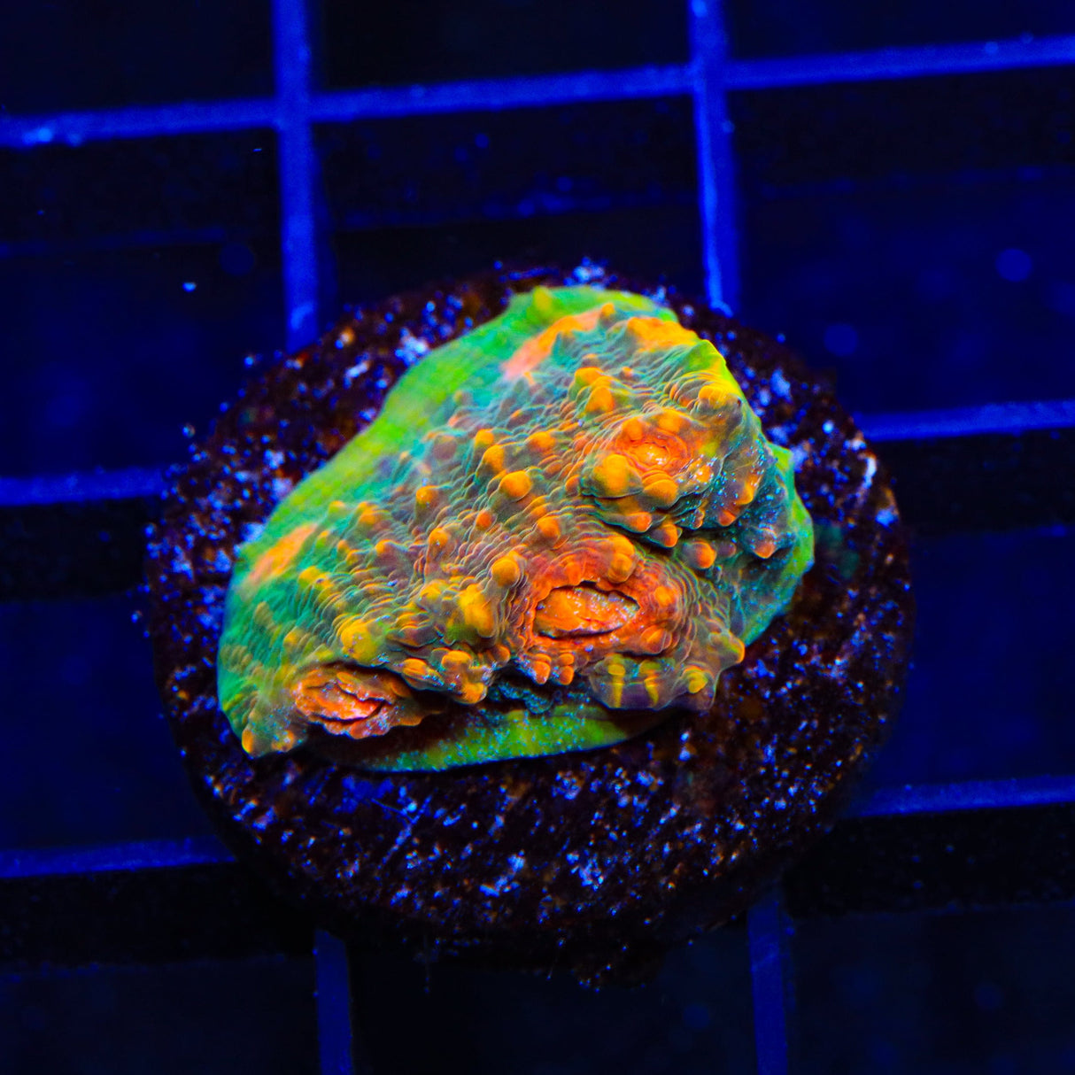 TSA Tropic Thunder Chalice Coral