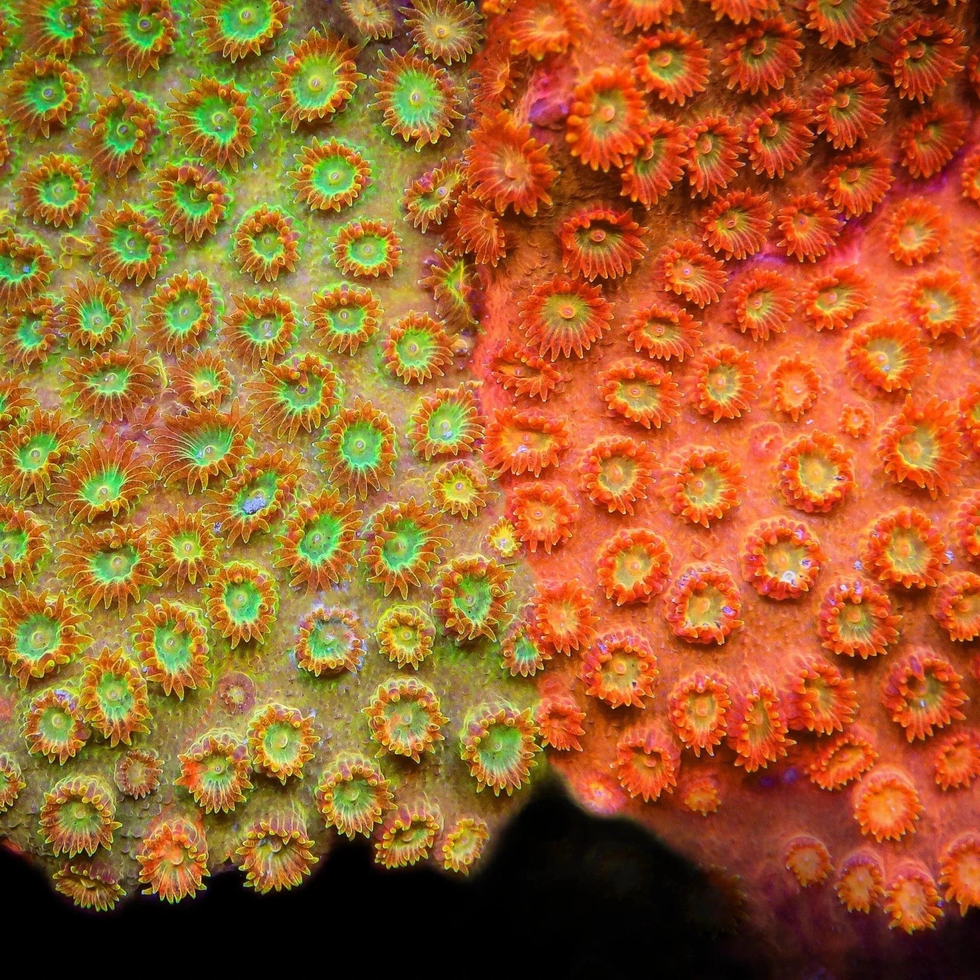 TSA Tropicana Twist Cyphastrea Coral