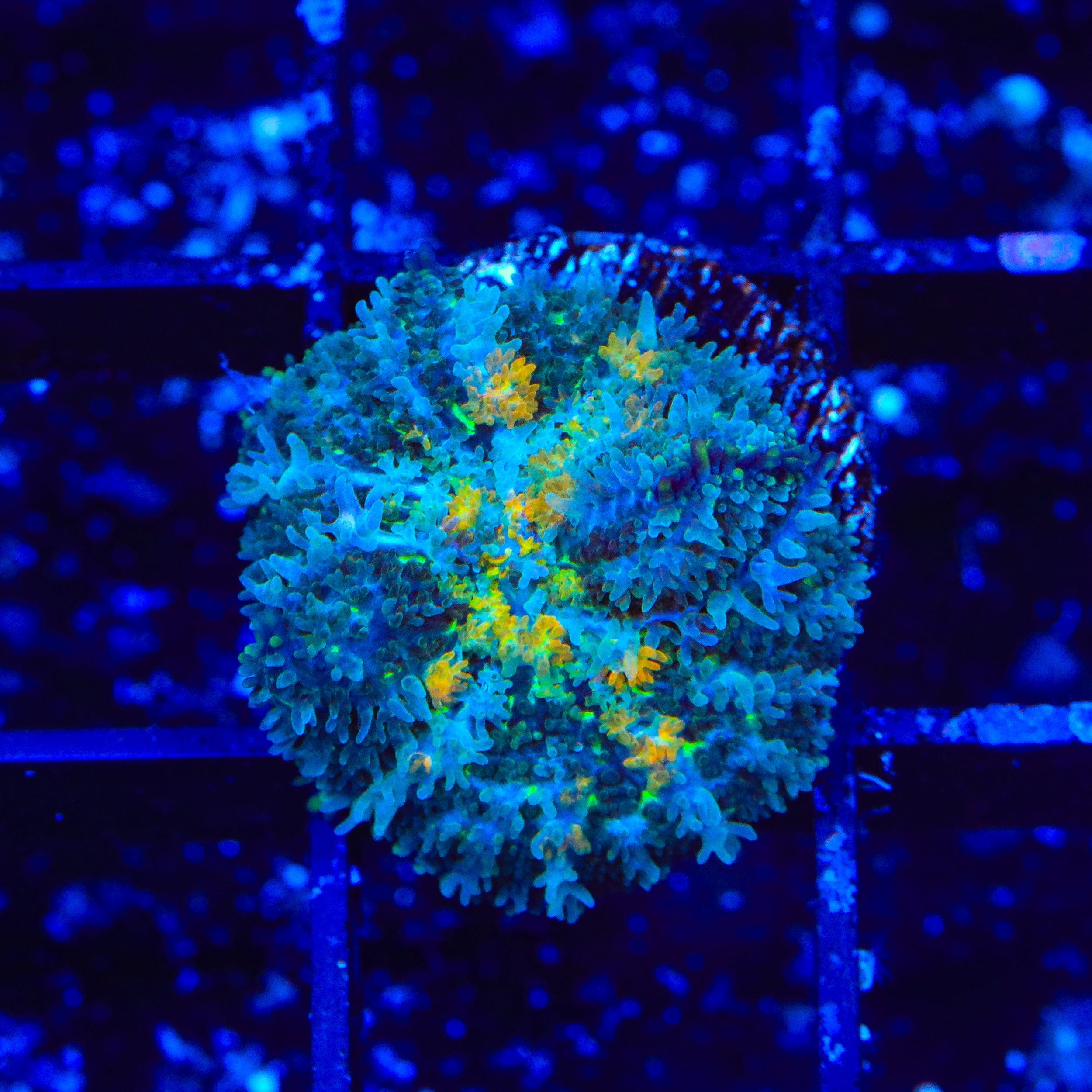 TSA Twinkle Mushroom Coral