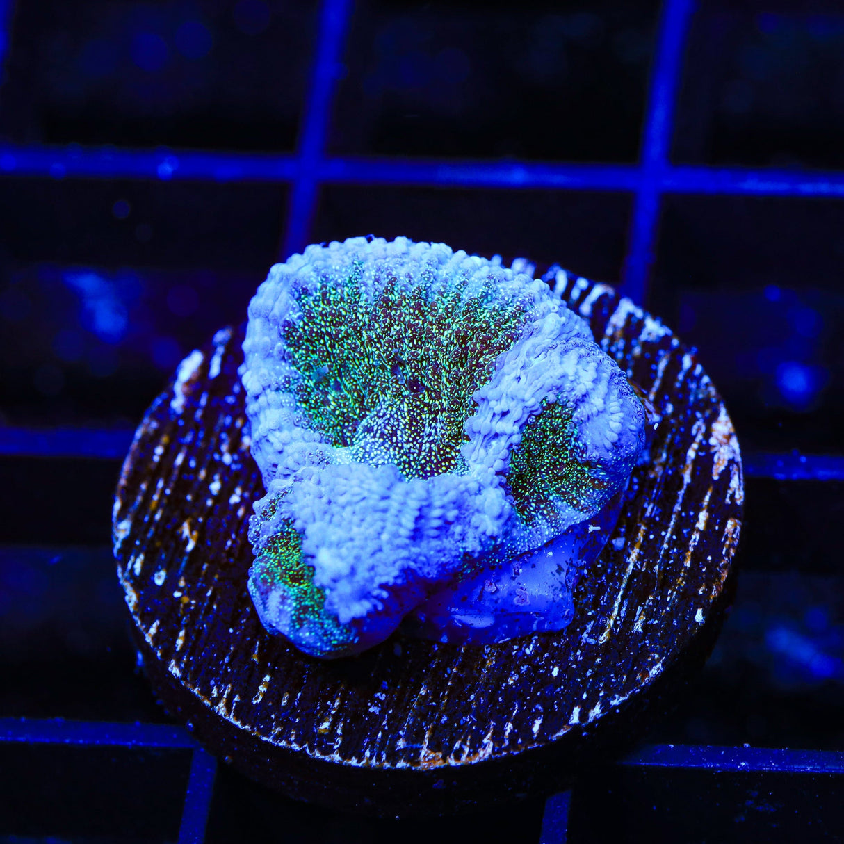 TSA Twinkle Toes Favia Coral