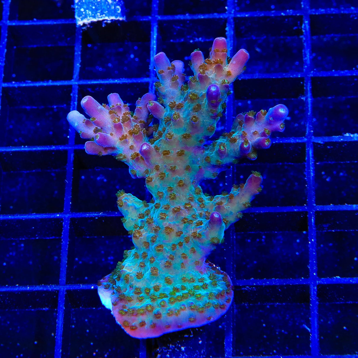 TSA Twisted Sister Acropora XL Frag Coral