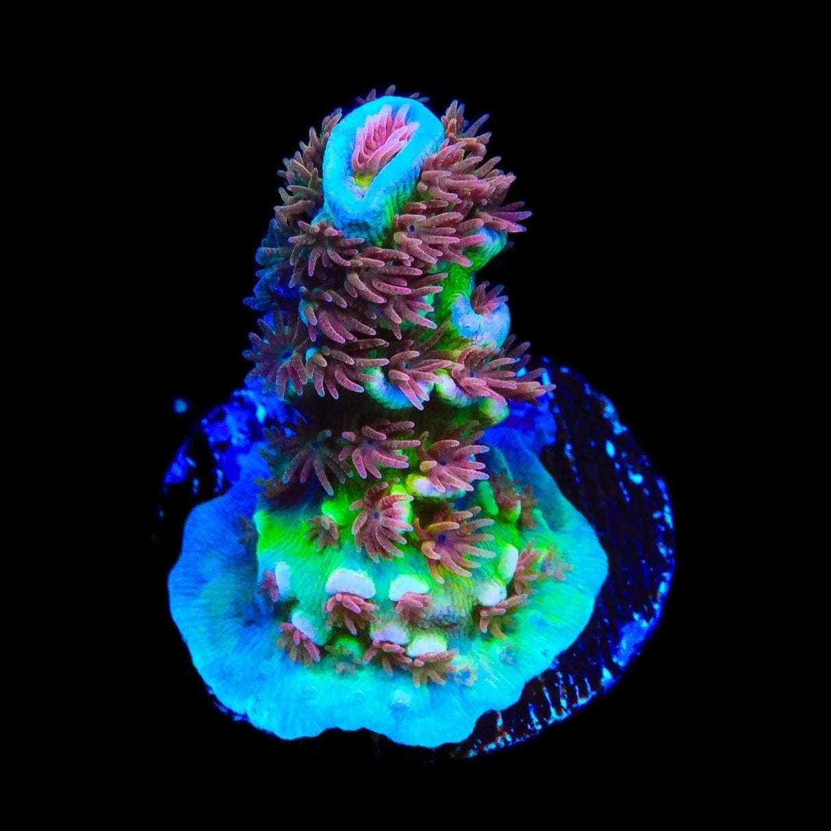 TSA Unity Tenuis Acropora Coral