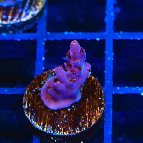 TSA Ursula Acropora Coral