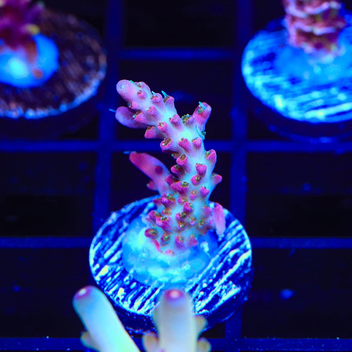 TSA Victoria Secret Acropora Coral