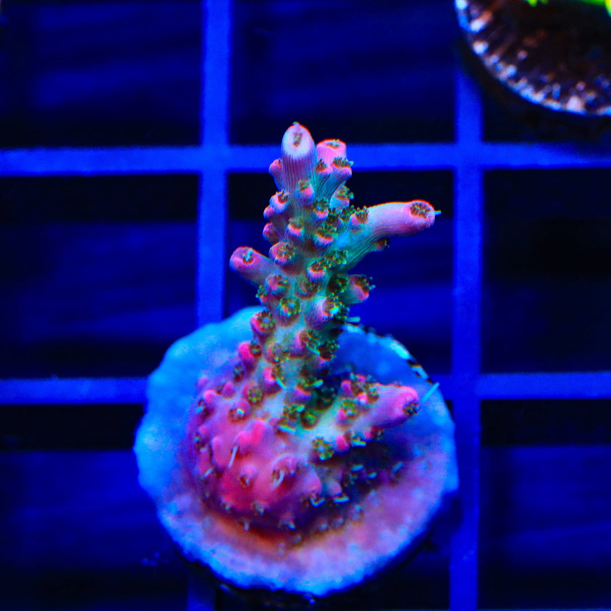 TSA Victoria Secret Acropora Coral