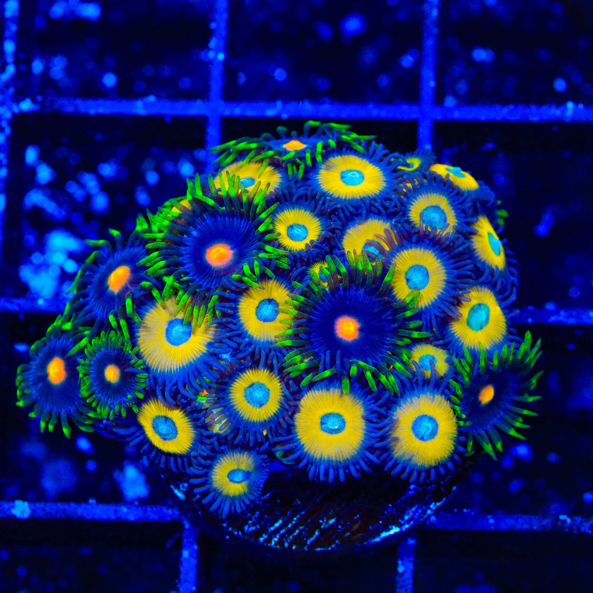 TSA Vulcan Blood and Firefly Combo Zoanthids Coral