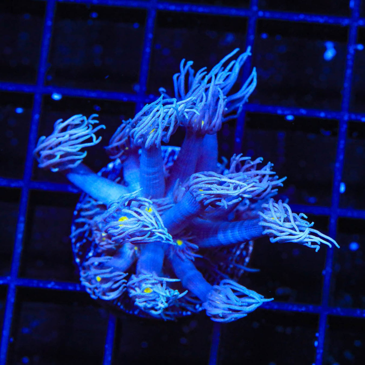 TSA Waluigi Goniopora Coral