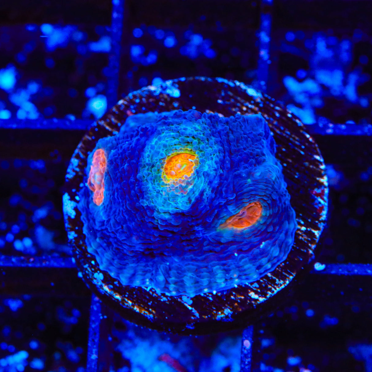 TSA Warp Zone Echinata Coral