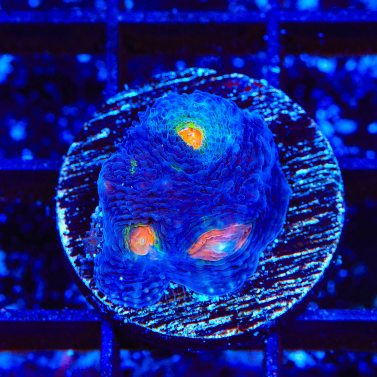 TSA Warp Zone Echinata Coral