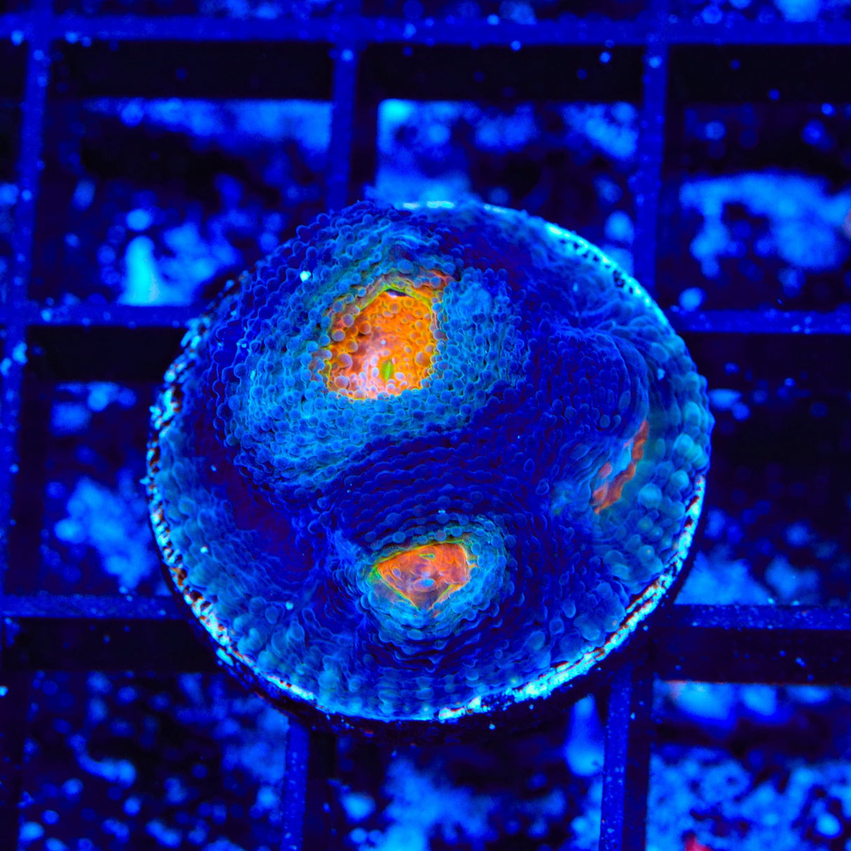 TSA Warp Zone Echinata Coral